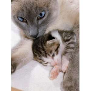  Domestic Cat, Cross Bred Tabby Kitten with Siamese Mother 