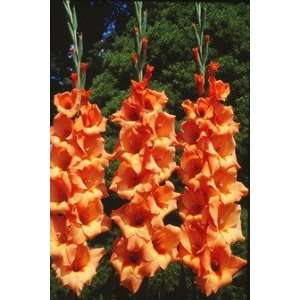  5 Carmello Gladiolus Bulbs 14 cm Size Bulbs Patio, Lawn 
