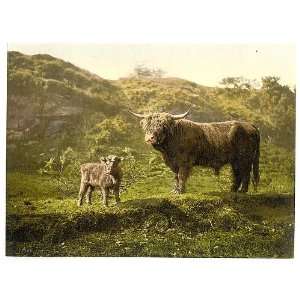  Father,son (highland cattle),England,1890s