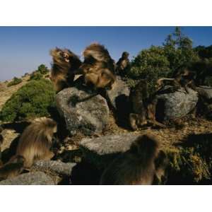  Male Gelada Bares his Teeth at an Intruding Bachelor Male 