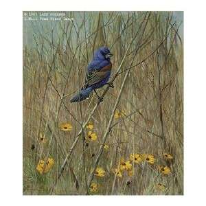  Lars Jonsson   Blue Grosbeak