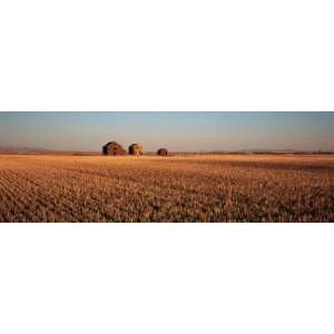 Crops in a Field, Hobson, Montana, USA by Panoramic Images , 12x36 