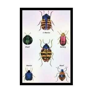    Beetles of Barbary and the Americas #1 20x30 poster