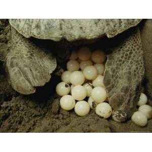  Pacific Ridley Turtle Laying Eggs in a Hole She Dug in the 