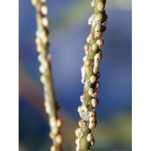  Insect Galls Cover the Stems of a Eucalypt Gum Tree in a 
