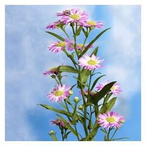 Aster Pink 10 Bunches Grocery & Gourmet Food