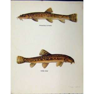  Spined Loach Stone Fish C1977 Colour Anitque Print
