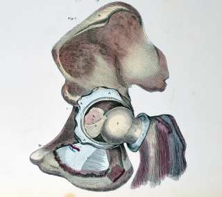 LIZARS ANATOMY 1857 HAND COLORED FOLIO ENGR. HIP JOINTS   PLATE 