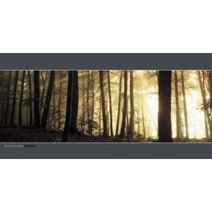    Forest Dawn, Ammersee   Poster (39.3x19.7)