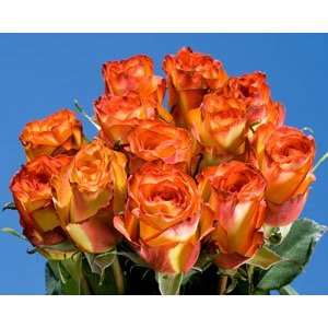 Red & Yellow Roses High & Magic 75 Long Roses