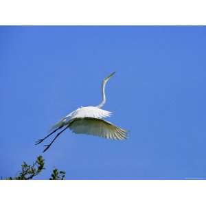  Great Egret Takes Flight from Tree, St. Augustine, Florida 