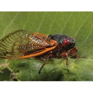 Periodical Cicada or 17 Year Cicada after Emergence Photographic 