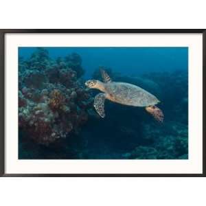 Hawksbill Turtle, Palau, Micronesia, Rock Islands, World Heritage Site 
