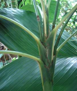 Young Monkey Tail Palm showing young wide leaf detail. Synechanthus 