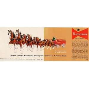  Budweiser Champion Clydesdale 8 Horse Hitch Postcard 