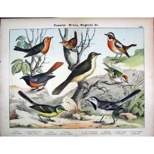  Passeres Wrens White Wagtail Antique Print