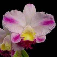 Lc. Hsinying Excell Blooming sized Mini Cattleya Orchbid Plant 