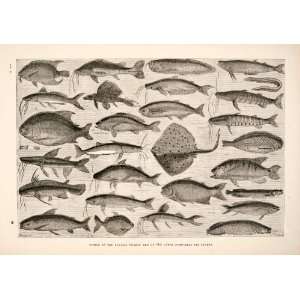  1875 Wood Engraving Fish Ucayali  River Lake Species 