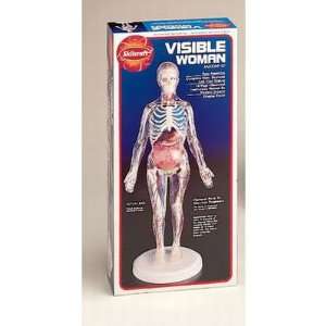    DCI   Skillcrafts Visable Woman Anatomy Model Toys & Games