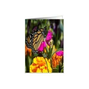 Monarch Butterfly on pink marigold Card