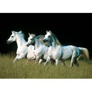  37060 Arabian Stallions 500pcs Toys & Games