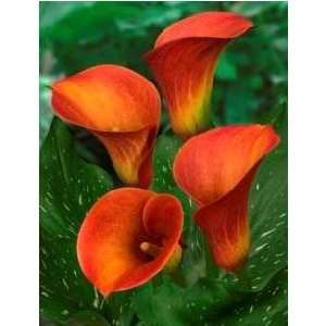  Dutch Calla Captain Safari Cut 20 22 cm. 125 pack Patio 