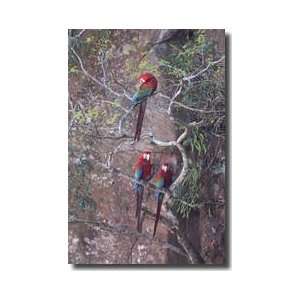  Greenwinged Macaws Giclee Print