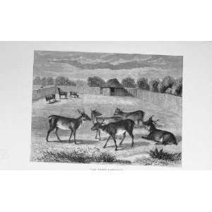  Deer Paddock Animals Country 1897 BailyS Magazine