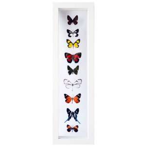    Nine Framed Butterflies and Moths in White Display 