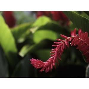  Red Ginger Flower, Charlotte Amalie, St. Thomas 
