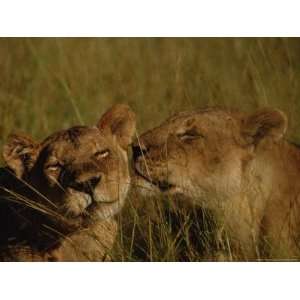  A Lioness is Affectionately Greeted by Another Member of 