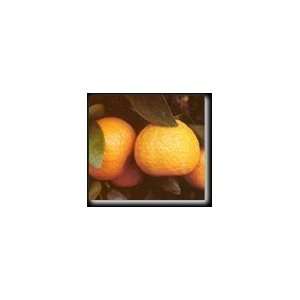  Dwarf Honey Mandarin Orange Tree    12 by 12 Inch 