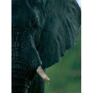 Close View of an African Elephant Showing its Tusks 