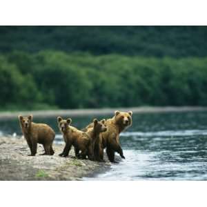  A Mother Brown Bear and Her Cubs at the Waters Edge 