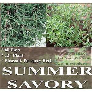   PLEASANT PEPPERY TASTE ~ ANNUAL HERB 12 PLANTS Patio, Lawn & Garden