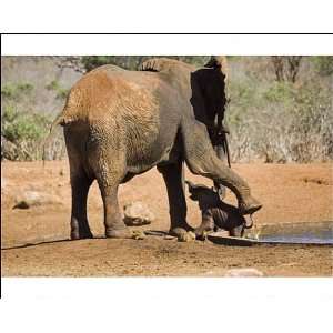 African Elephant   female / cow rescuing her very young calf which has 