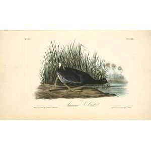   John James Audubon   24 x 14 inches   American Coot