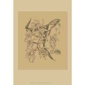  Orchid on Khaki(WG) II by Samuel Curtis. Size 8.00 X 10.00 
