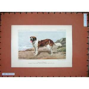  Animals Dogs St Bernard Canine Pet Antique Colour Print 