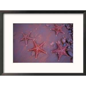  Sea Stars on Red Sandy Beach, Rabida Island, Galapagos Islands 
