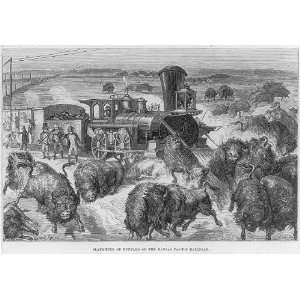  Slaughter of Buffalo on the Kansas Pacific Railroad,Ernest 