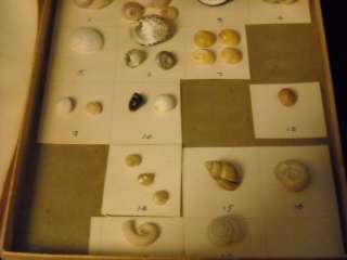 Collection of Sea Snail Shells labeled w descriptions  