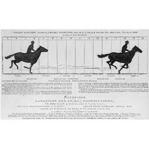  Horse in Motion,Eadweard Muybridge,Sallie Gardner,owned by 