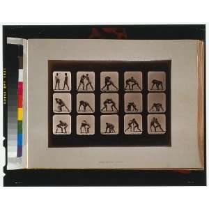   ,photographs,Eadweard Muybridge,c1881 