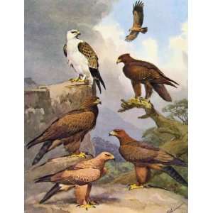    Eagles Hawks & Falcons Wahlbergs Eagle Color Plate