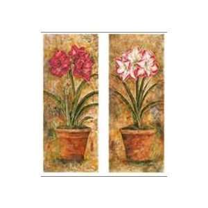  Amaryllis Petites    Print