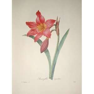  Redoute Botanical Print #3 Amaryllis 