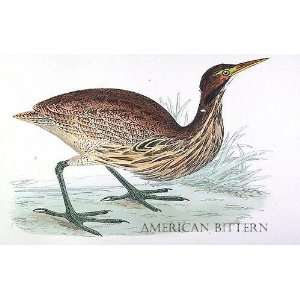 Birds American Bittern Sheet of 21 Personalised Glossy Stickers or 
