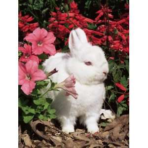  Netherland Dwarf Domestic Rabbit, USA Premium Poster Print 
