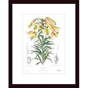     Lilium Centifolium   Artist Henry J. Elwes  Poster Size 16 X 12